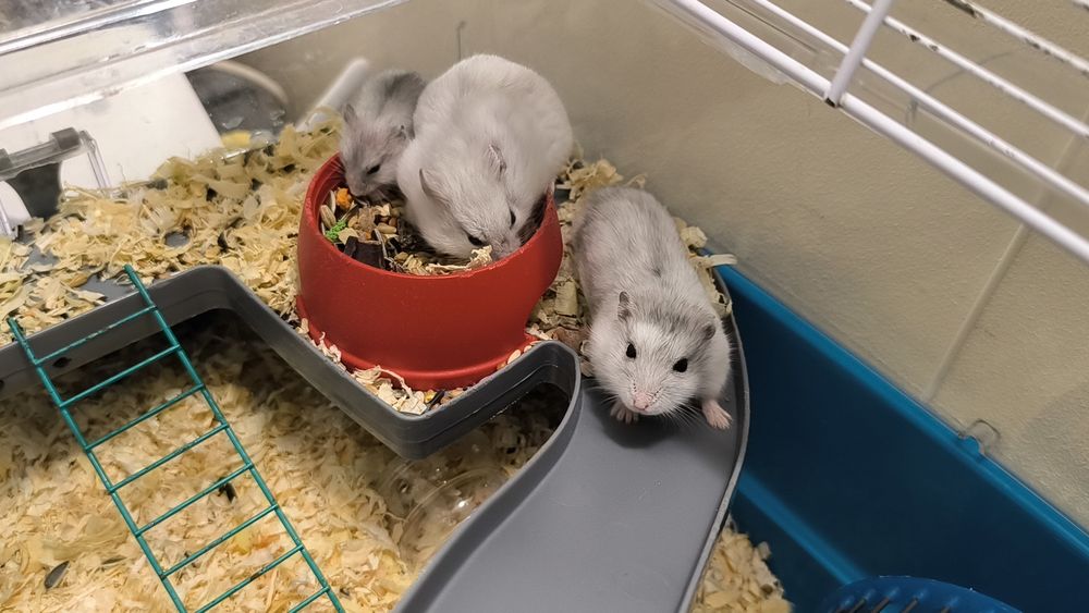 Hamsteri pitici de vanzare