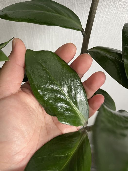 Продам замиокулькас