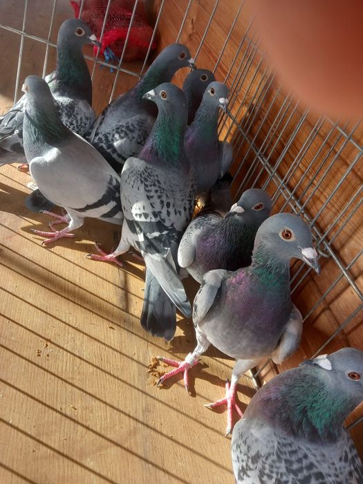 Vand Porumbei voiajori