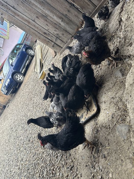 10 Pui de găină Australorp Negru și câțiva metiși