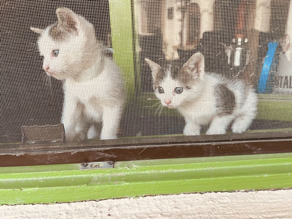 Donez ofer spre adoptie pui pisica