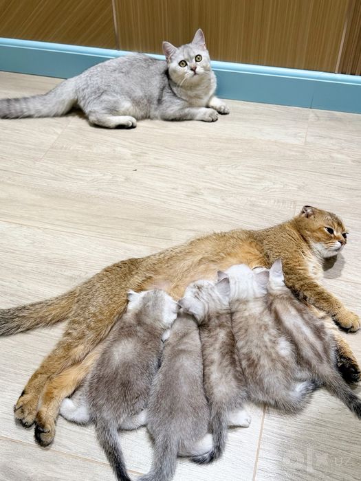 Котята породы скотиш страйд 1.5 месяца