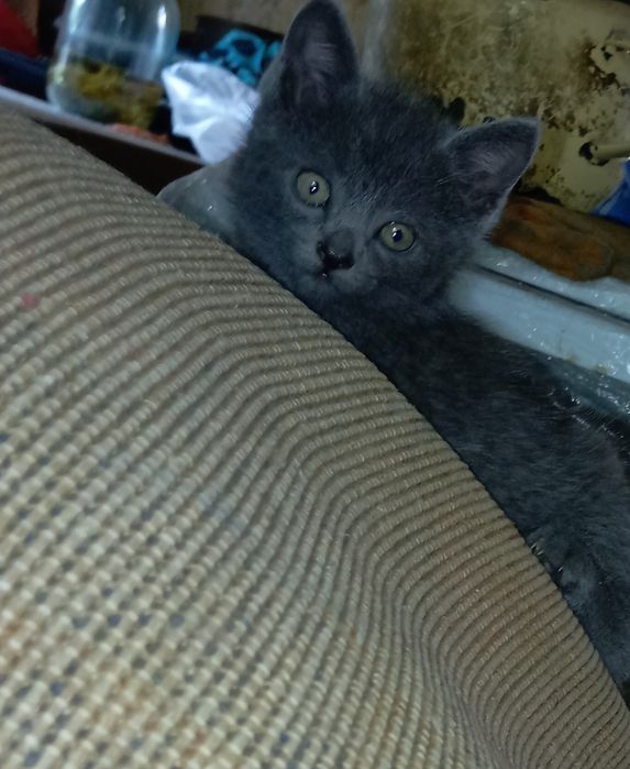 Отдам котят в добрые руки