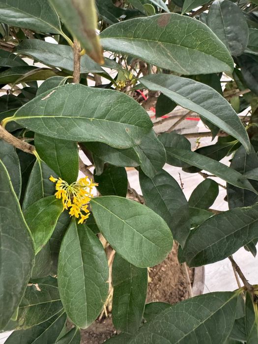 Душистый Османтус