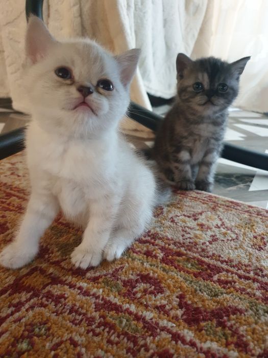 Британские шиншилы