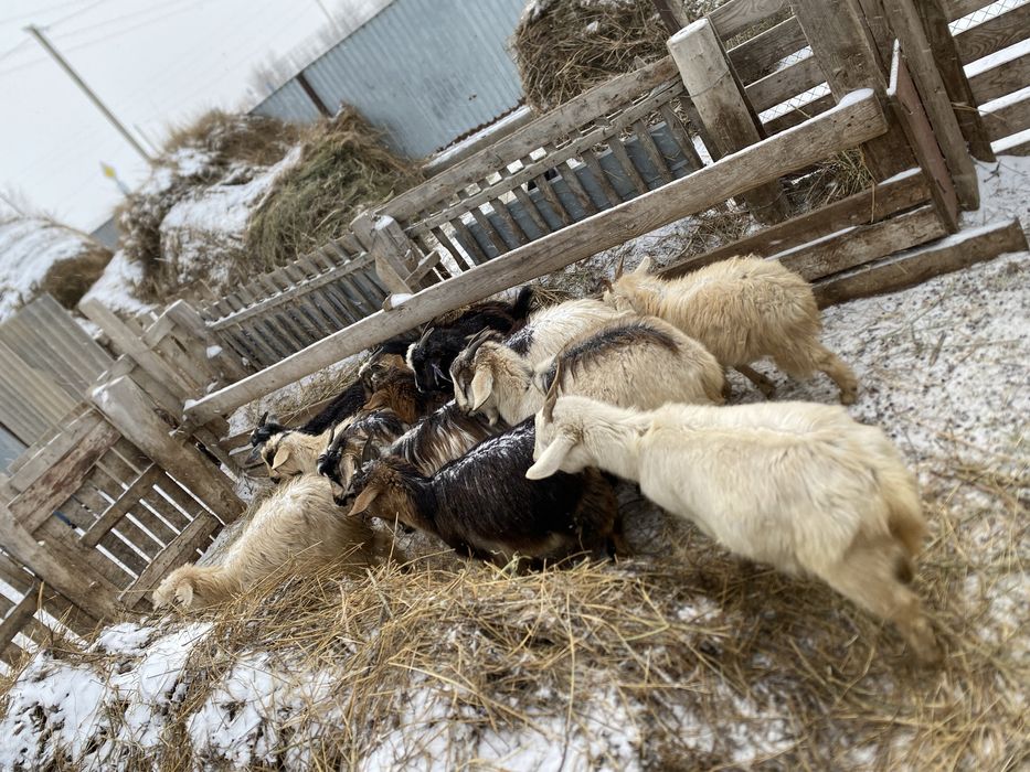 Шібіштер сатылады