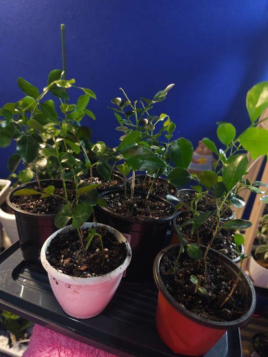 Комнатные растения: Диффенбахи,Эпипремнум