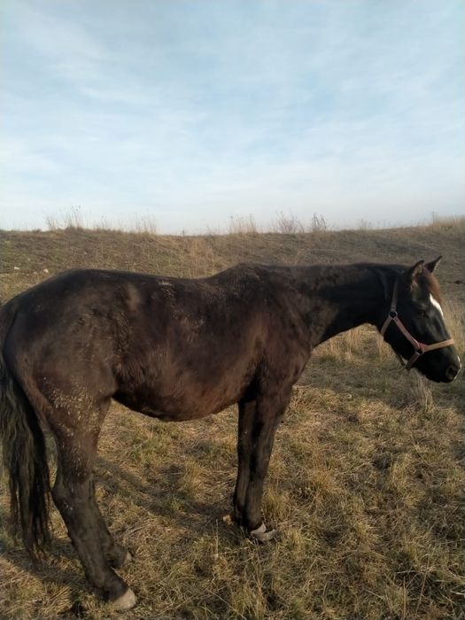 Продам лошадь.  .