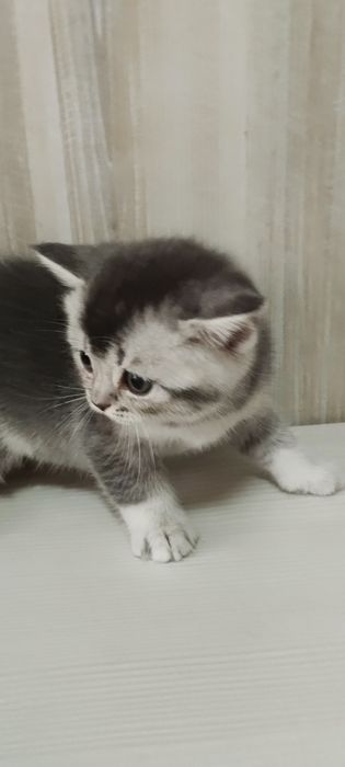 Котята шотландские