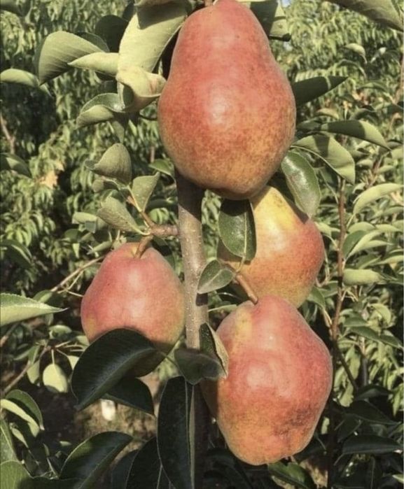 Pomi fructiferi columnari anul 2//3/4