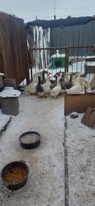Продам домашние гуси на развод