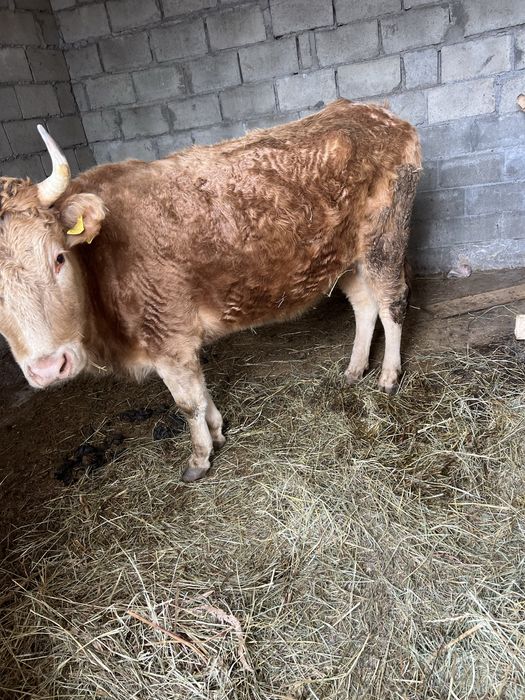 Продам корову и лошадь