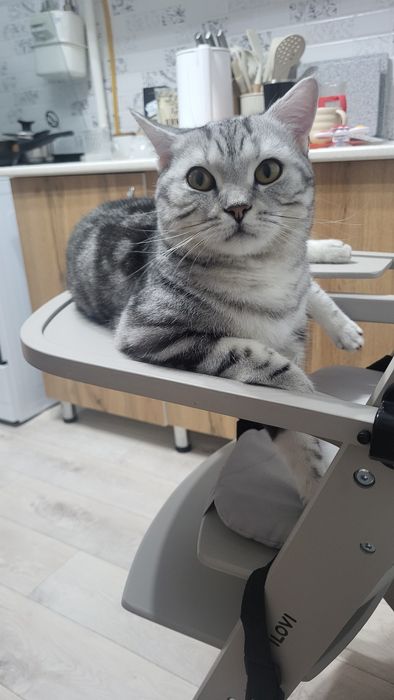 Вязка Шотландского скоттиш страйт