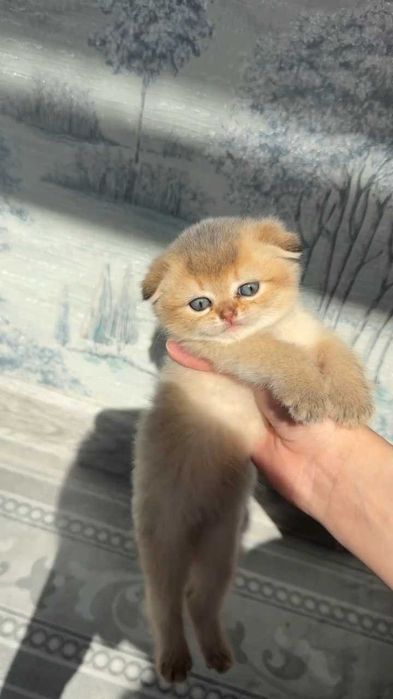 Породистые котята шиншиллы 2 месяца. Ташкент