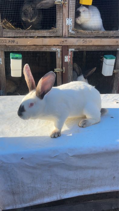 Iepuri Hycole cu transilvania