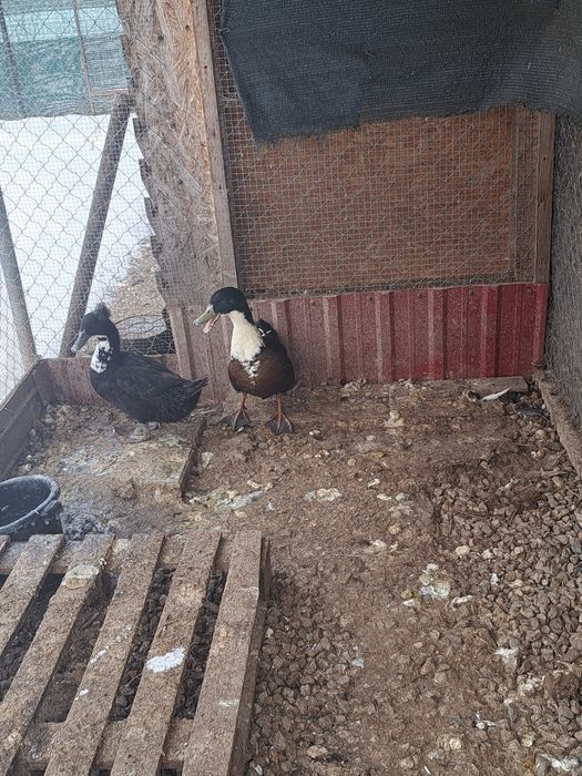 Vând rațe domestice Alergatoare și rațe Românești.