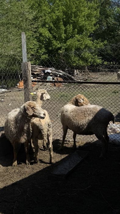 Продам трёх маток котные!