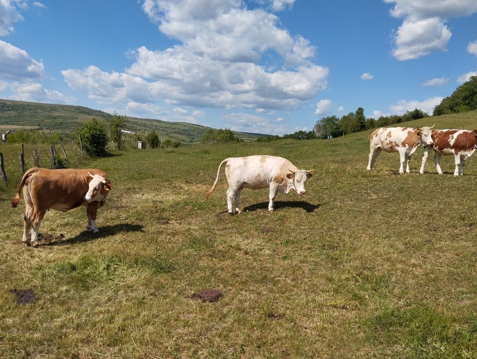 Juninci baltate  romanesti