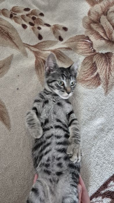 Motanel tigrat pt adoptie