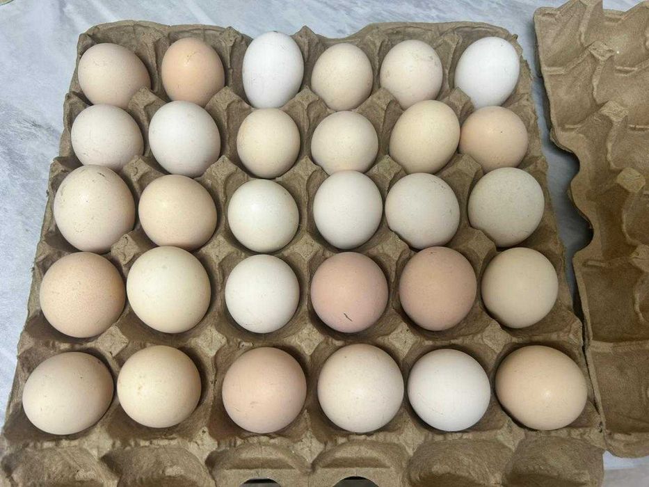 продам инкубационные яйца домашних курей