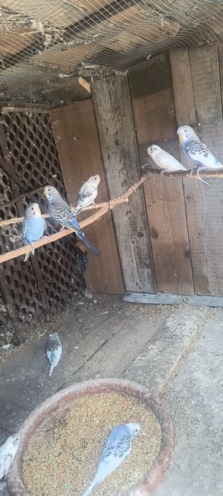 Vând  peruși 8 bucați daca se ia toți prețul este 30lei bucata