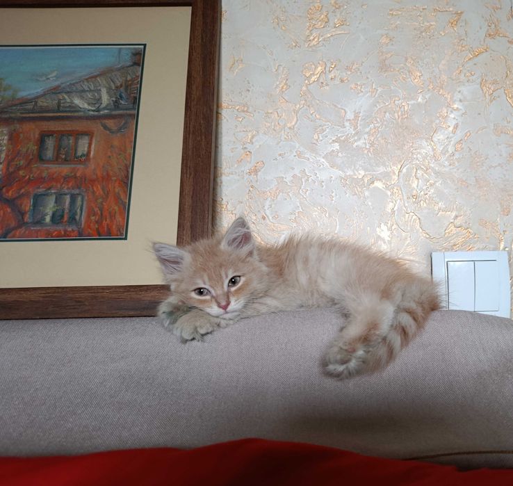 Котенок в добрые руки!