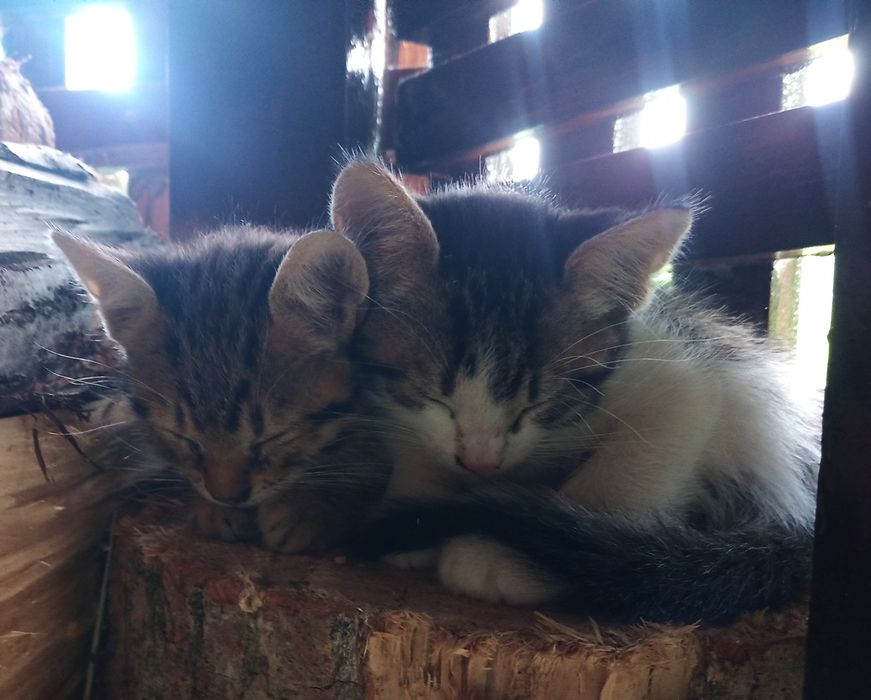 Pisici / pisoi spre adopție