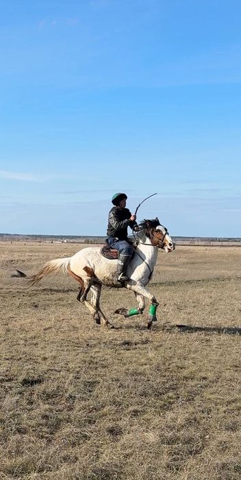 4 жасар айғыр жуас