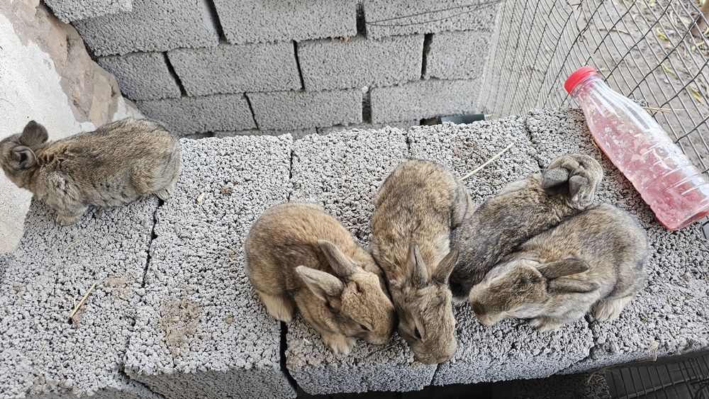 Она бола куёнла сотилади