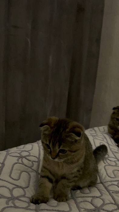 котенок шотландский