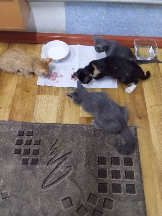 Домашние котята, доброму хозяину.