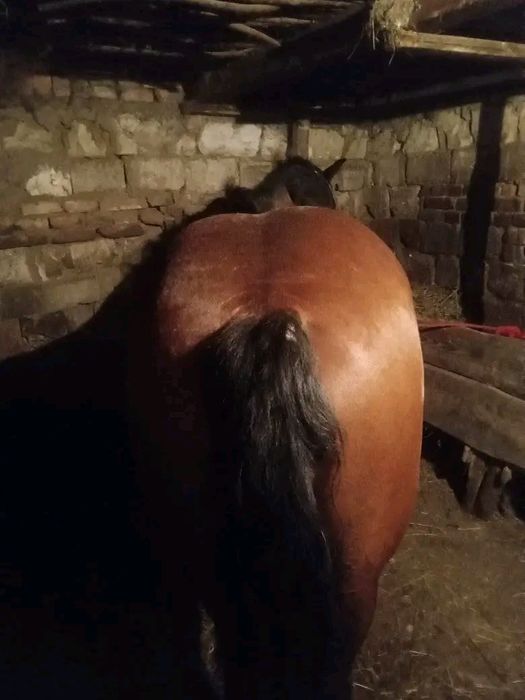 Manz de vanzare  in Odoreu