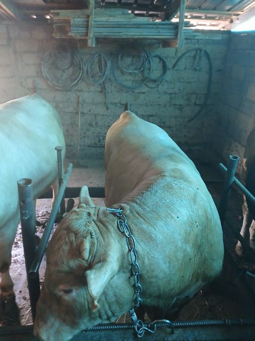 Продам быка 1,5 годавалого