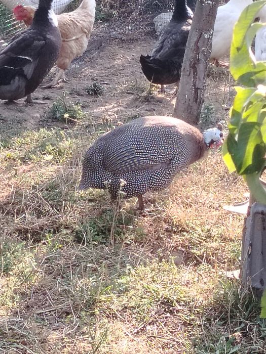 Vand mascul de bibilica