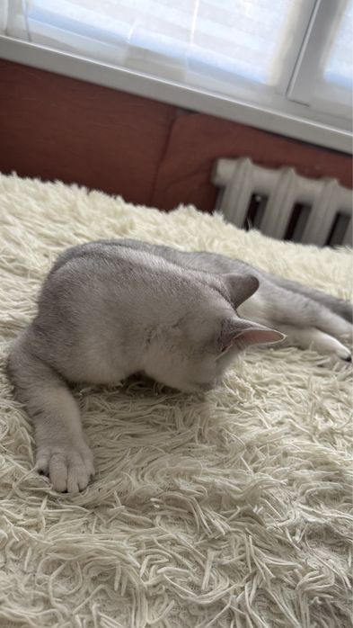 Кошка примерно 6-7 месяцев