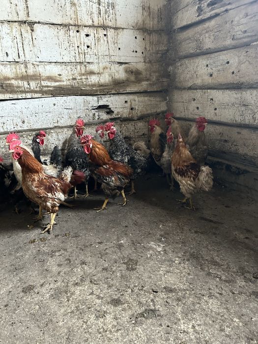 Петухов продам молодые