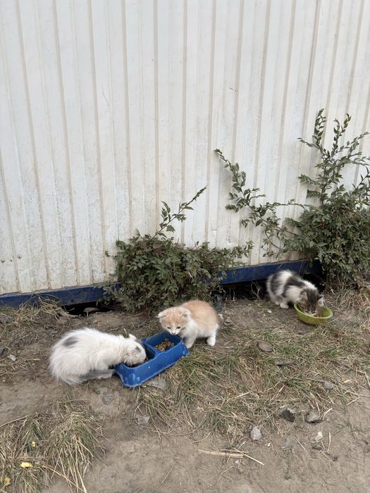 Котята Скоттиш фотд