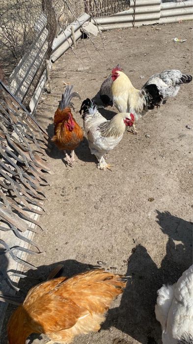 Әтеш,петух молодые