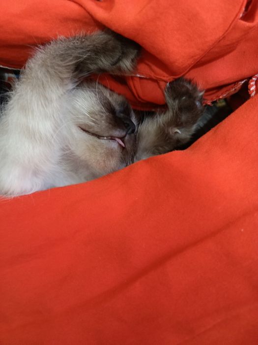 Сиамская   кошка