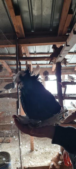 Продавам бухари двойки и единични