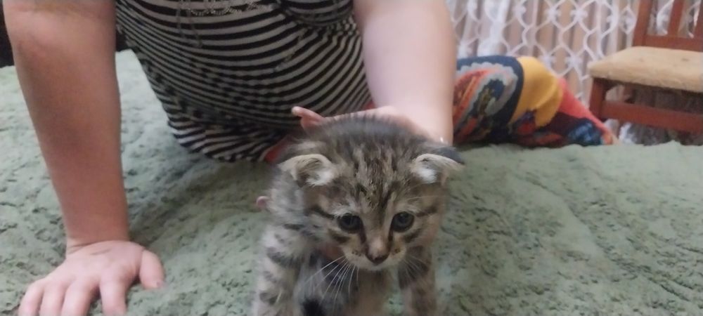 Котята родились 9мая