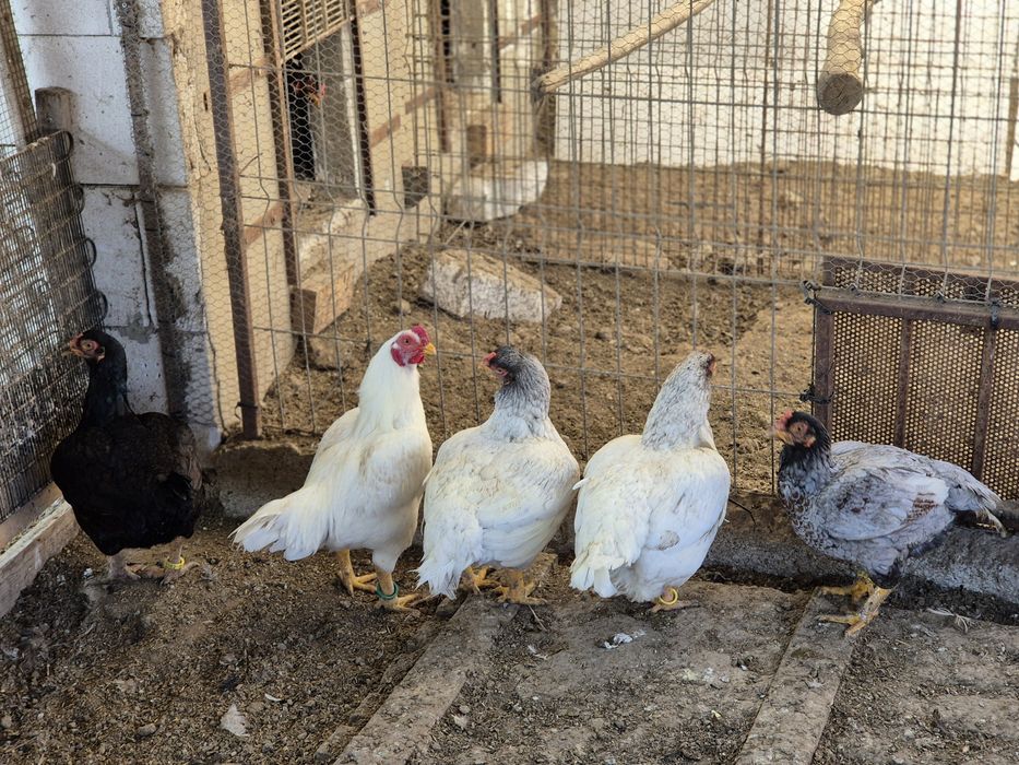 Vând oua ,combatant indian talie mare