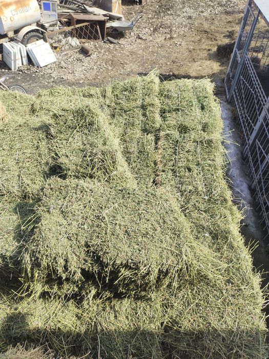 Жонышка клевер люцерна