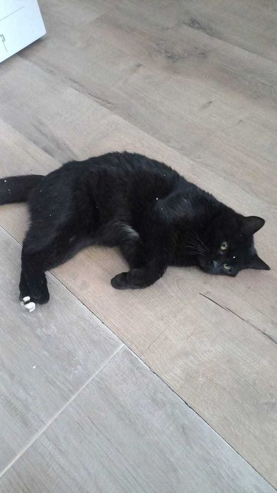 Котика в добрые руки