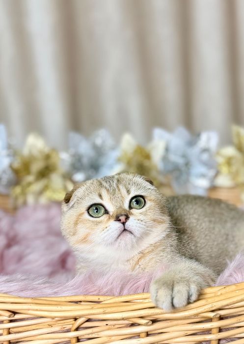 Котята с документами