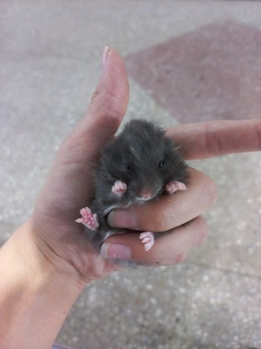 Продаются сирийские хомяки