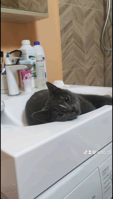 Пропала кошечка домашняя