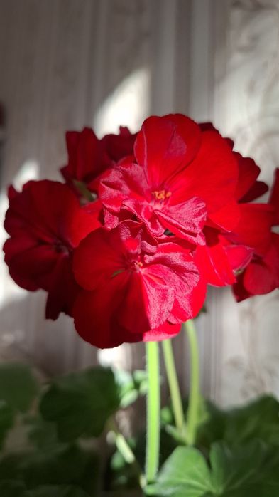 Укоренненые черенки герани и пеларгонии