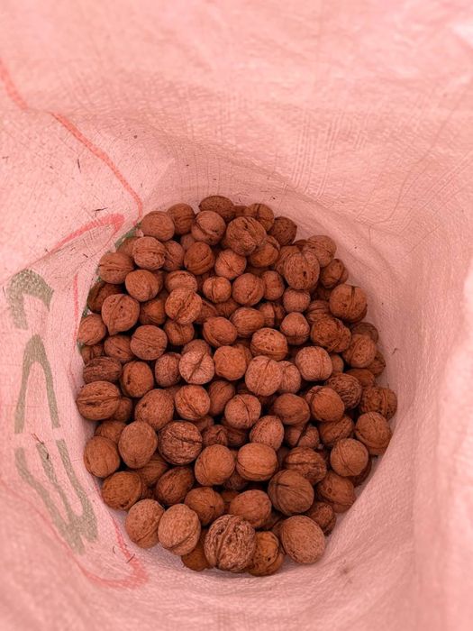 Тау жаңғағы сатылады