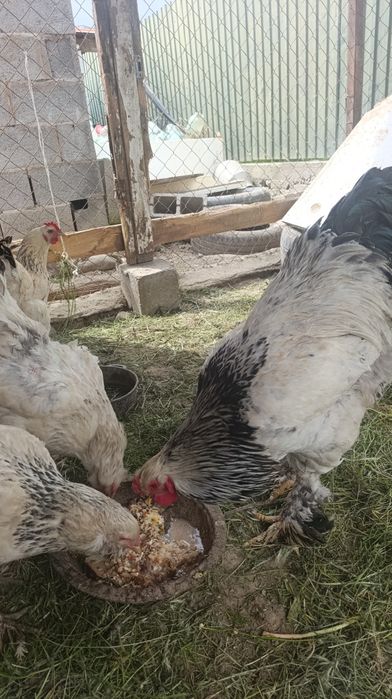 Куры Брама белый
